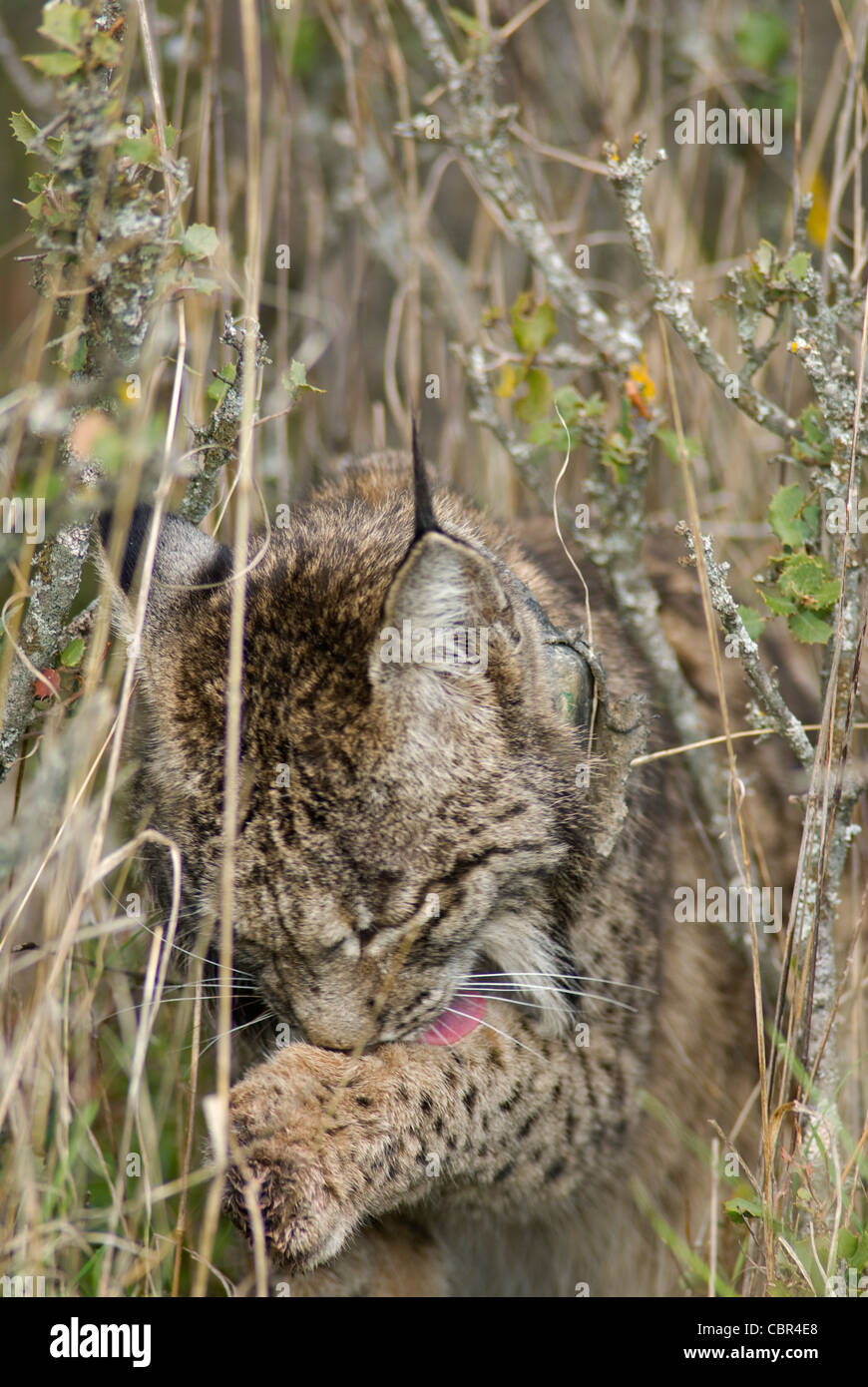 Wild Lynx ibérique assis dans l'herbe et les arbustes se lécher une patte après l'alimentation Banque D'Images