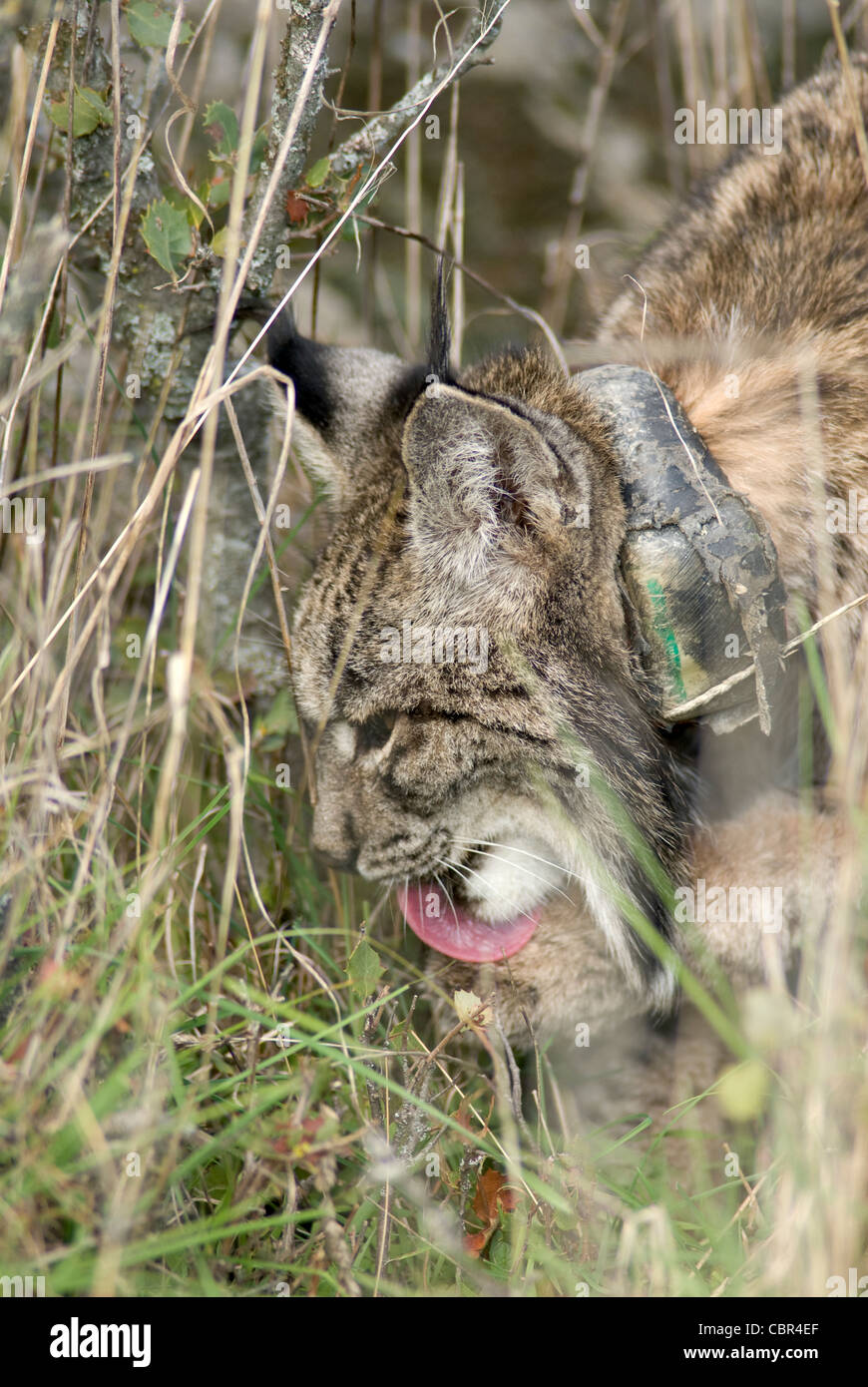 Wild Lynx ibérique assis dans l'herbe et les arbustes se lécher une patte après l'alimentation Banque D'Images