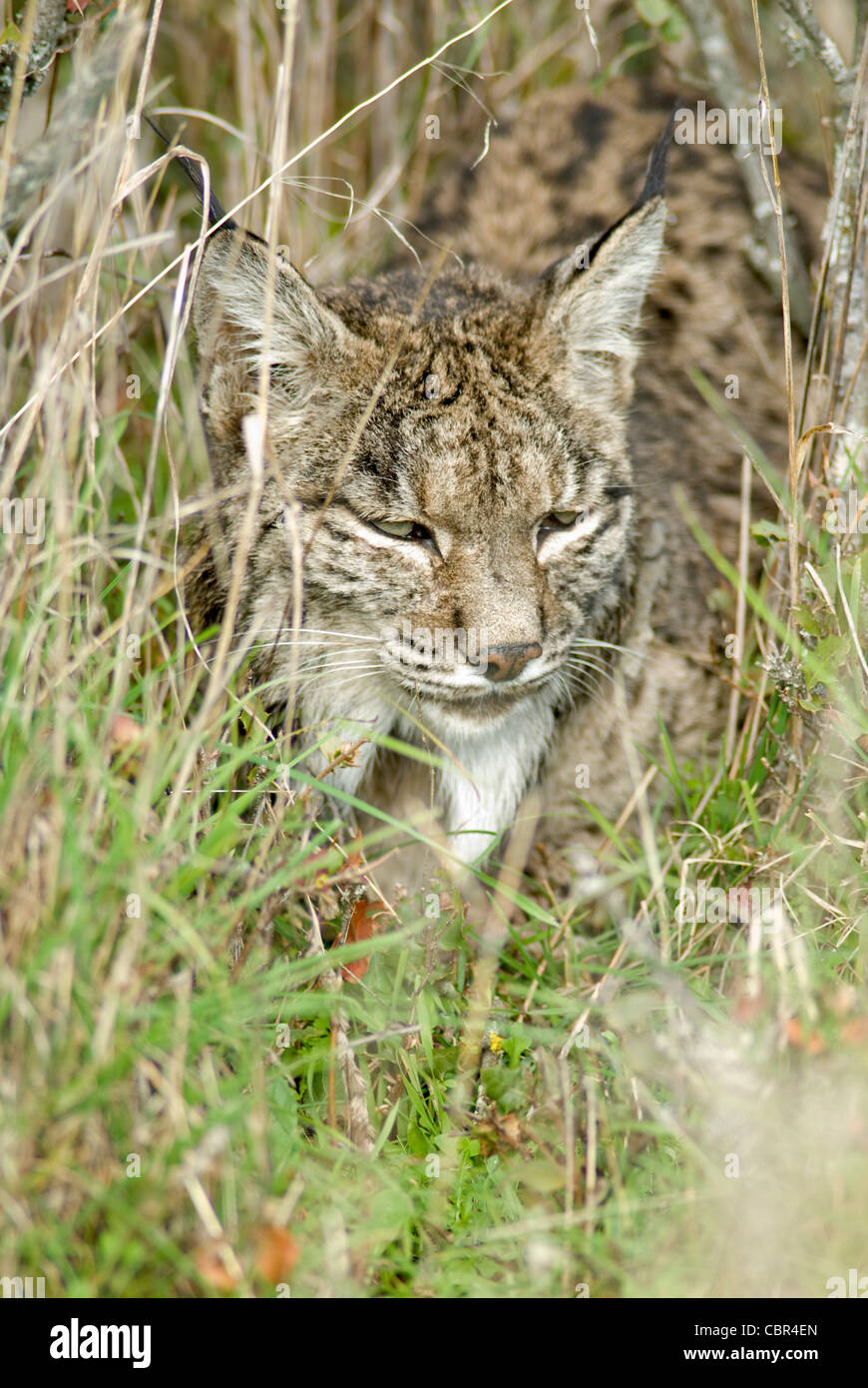 Wild Lynx ibérique standing in tall grass Banque D'Images