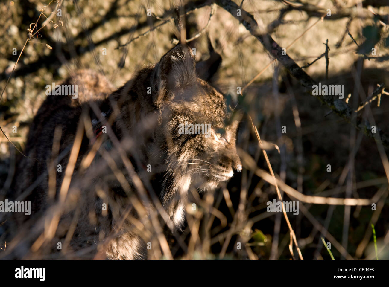 Le Lynx ibérique sauvages debout dans les hautes herbes et les branches d'arbustes en fin d'après-midi la lumière Banque D'Images