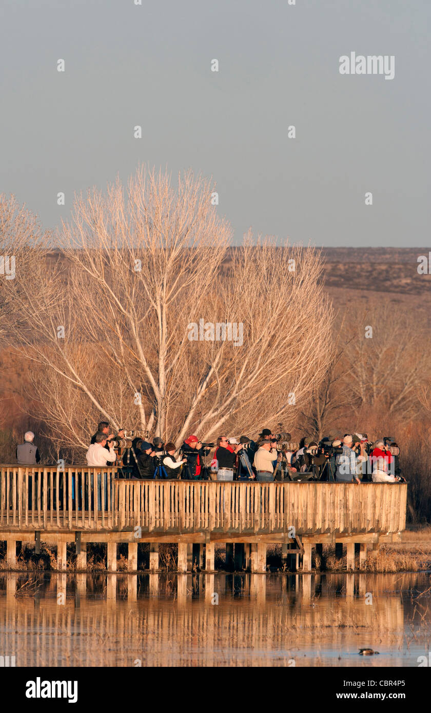 Les photographes et les observateurs d'oiseaux sur le pont dans NWR Bosque del Apache Banque D'Images