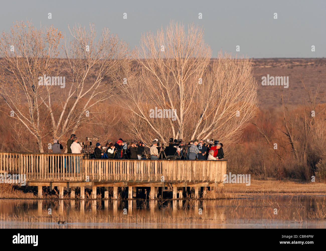 Les photographes et les observateurs d'oiseaux sur le pont dans NWR Bosque del Apache Banque D'Images