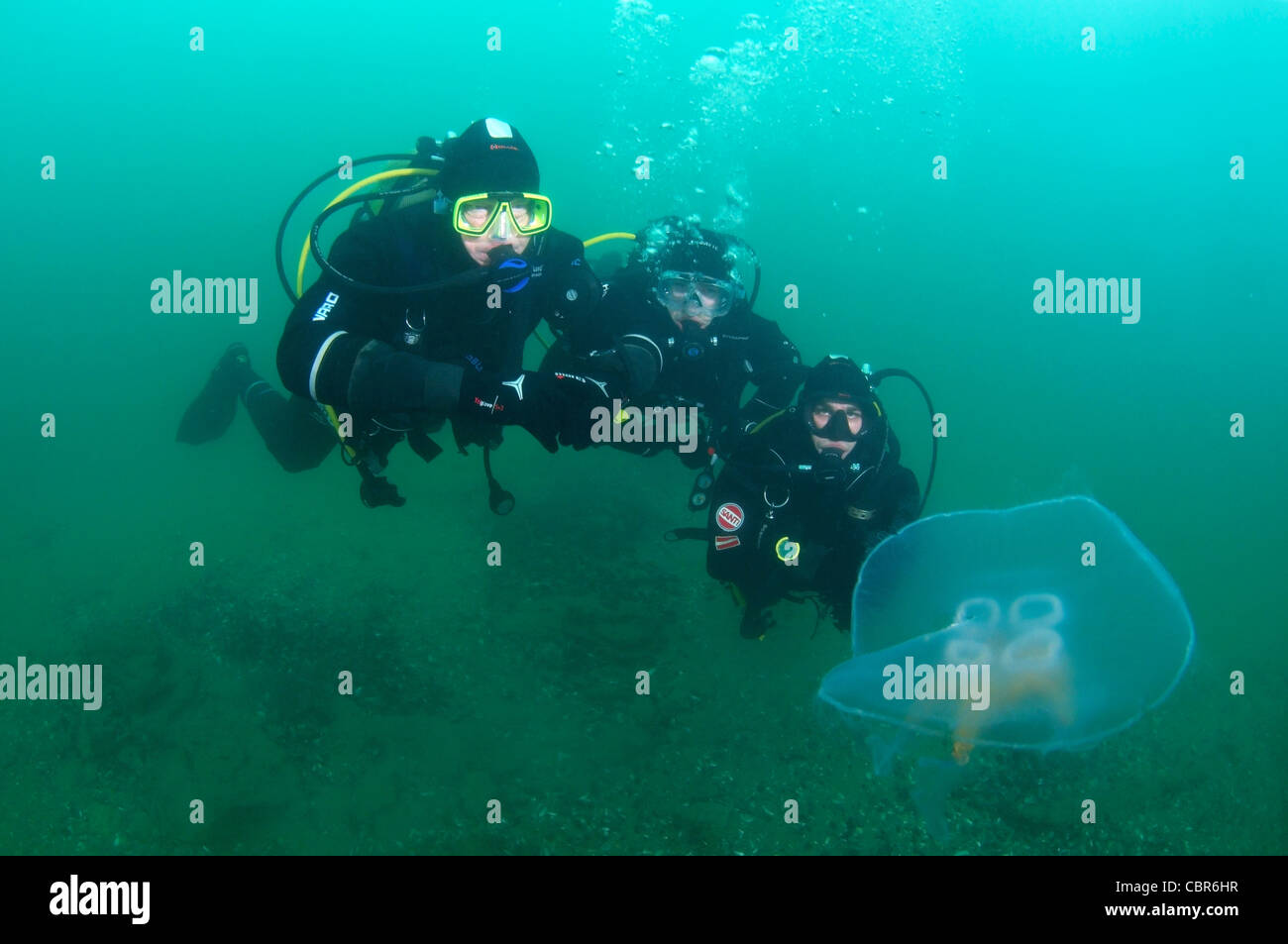 Scuba Diver avec méduse commune (Aurelia aurita), de la mer Noire, Odessa, Ukraine, Europe de l'Est Banque D'Images