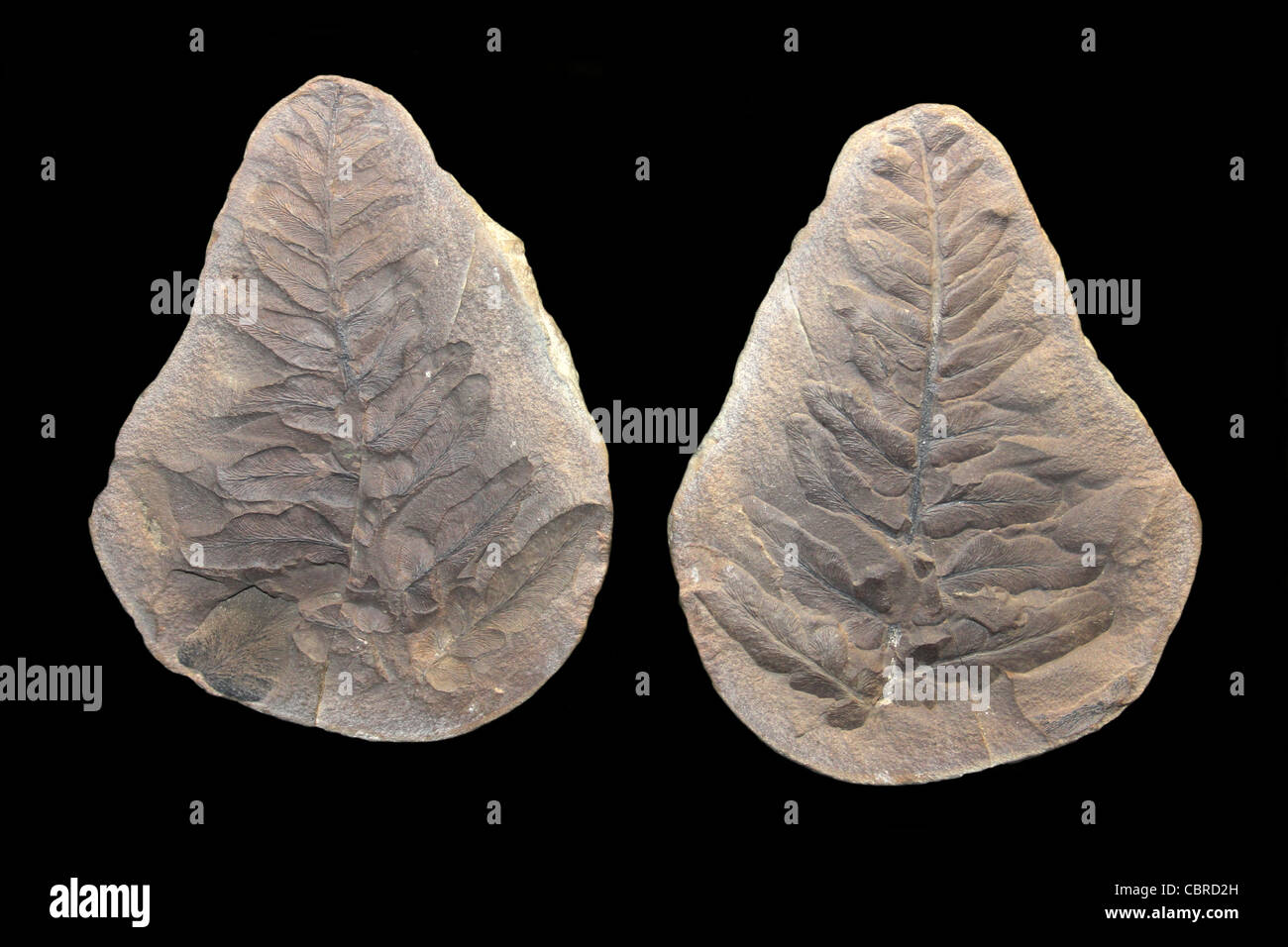 Feuille fossile Neuropteris sp. Période du Carbonifère supérieur Dudley, Northumberland Banque D'Images