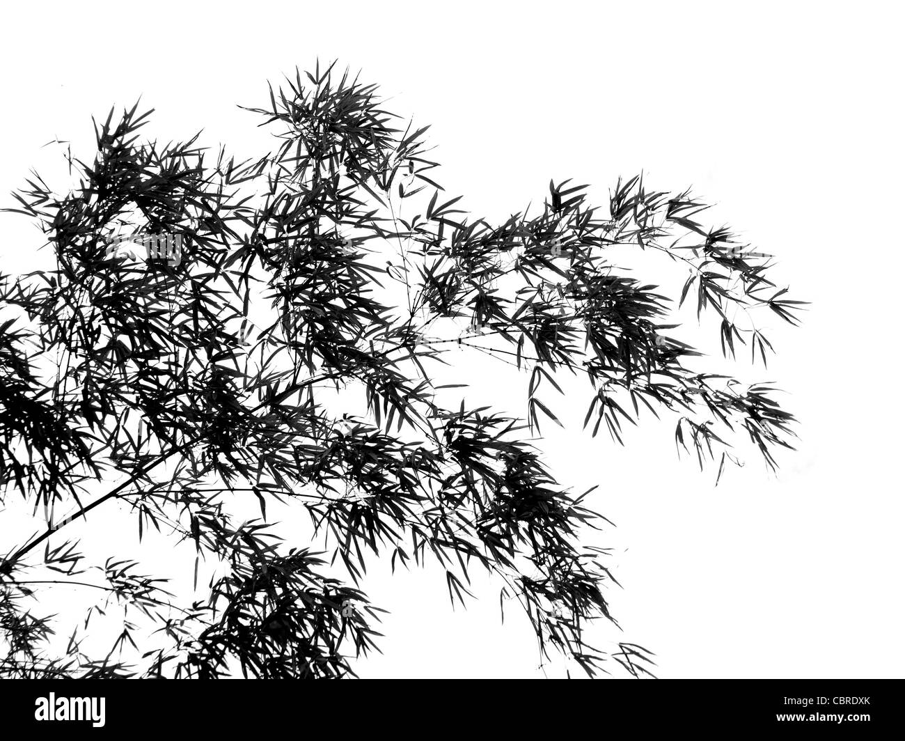 Contours image d'un arbre et des branches de bambou qui ressemble à une peinture à l'encre de chine Banque D'Images