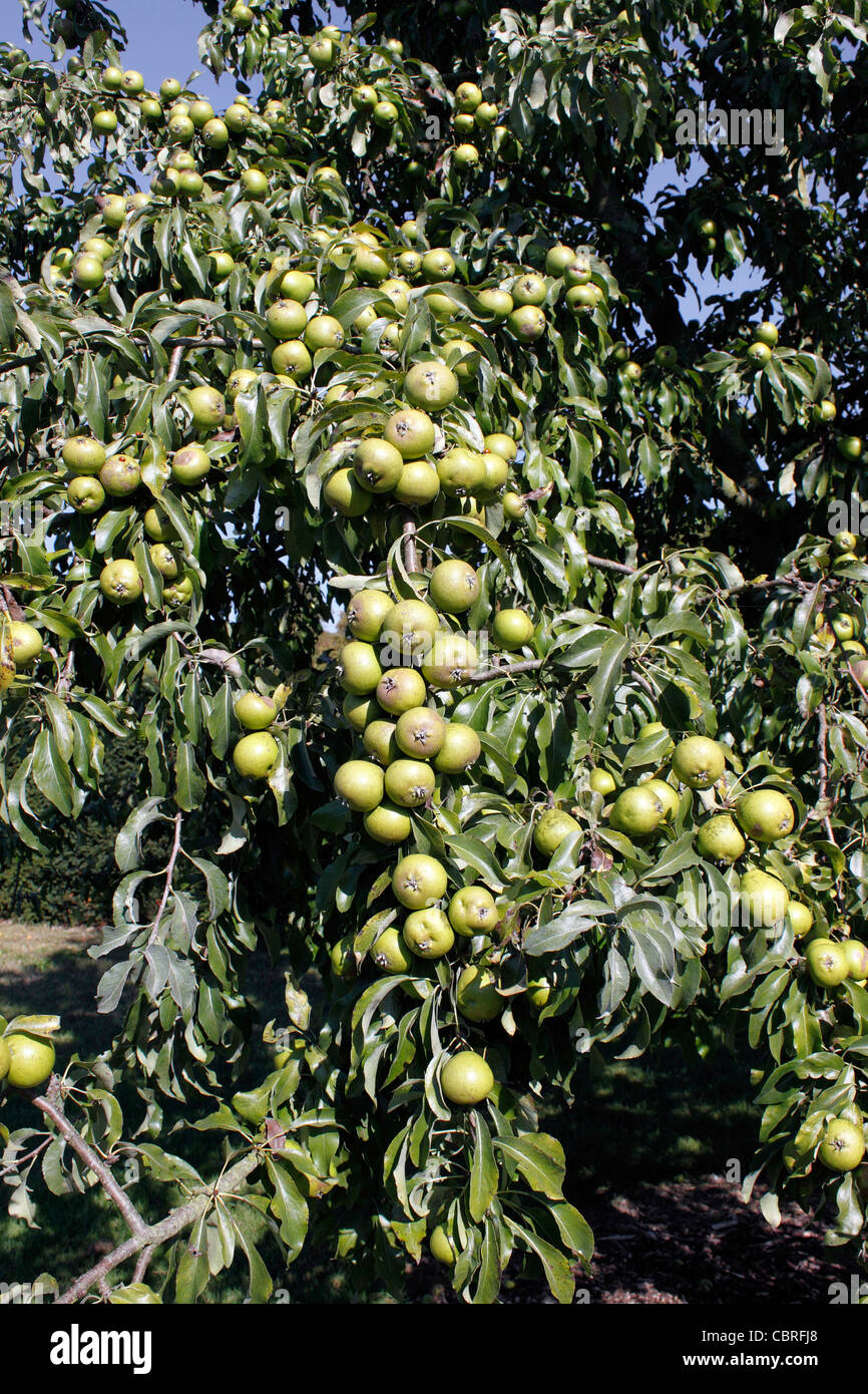 PYRUS CANESCENS. Poire de neige. Poirier. Banque D'Images