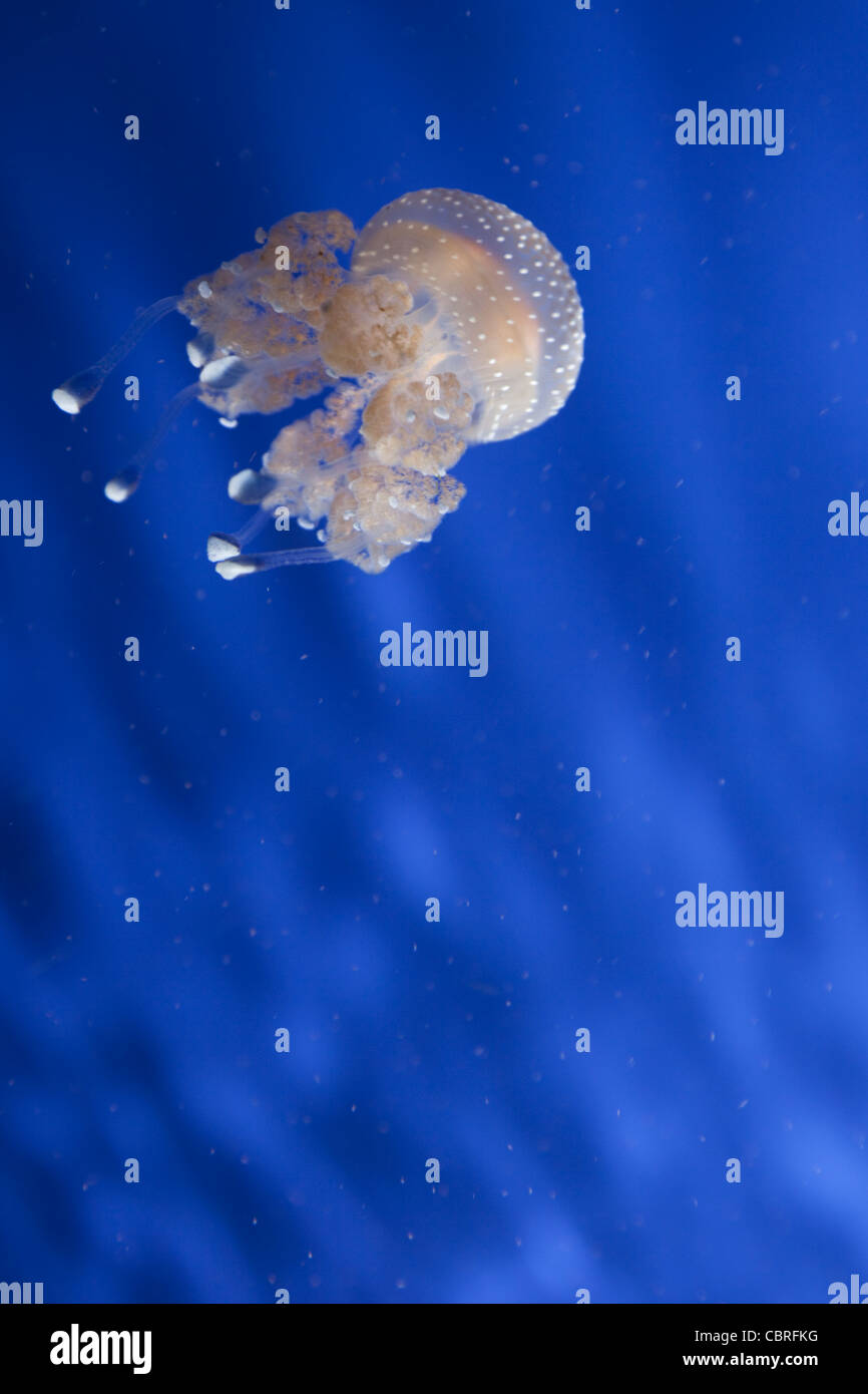 Les méduses bleu clair à nager sous l'eau dans un aquarium Banque D'Images
