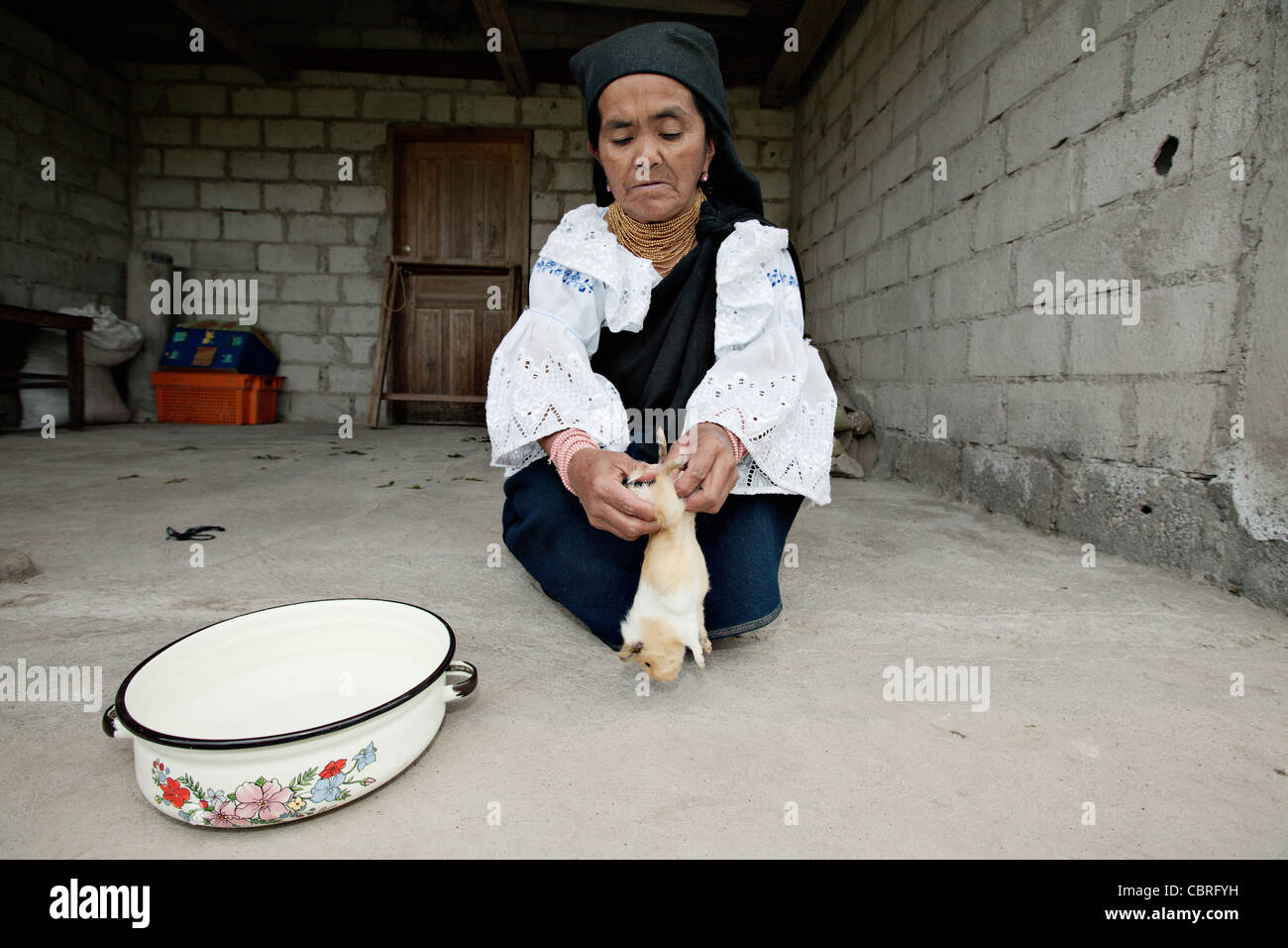 Dame chaman éplucher un cochon mort après une séance de guérison traditionnelle dans un village près d'Otavalo, Équateur. Banque D'Images