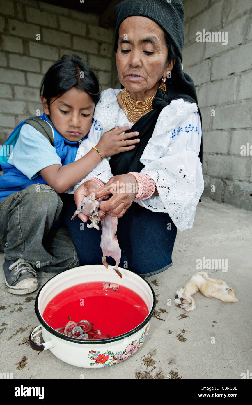 Cochon peau après une séance de guérison traditionnels (cobaye) massage dans un village près d'Otavalo, Équateur. Banque D'Images