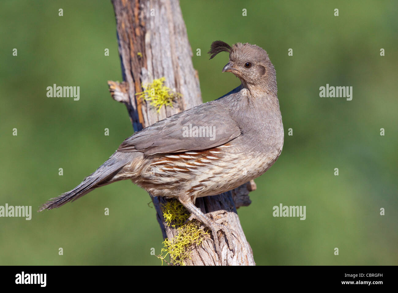 La caille de Gambel Callipepla gambelii Amado, dans le comté de Santa Cruz, Arizona, United States 3 femelles adultes juin Phasianidae Banque D'Images