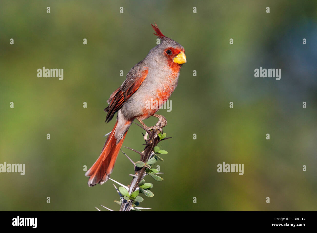 Pyrrhuloxia Cardinalis sinuatus Tucson, comté de Pima, Arizona, United States 3 mâles adultes juin Cardinalidae Banque D'Images