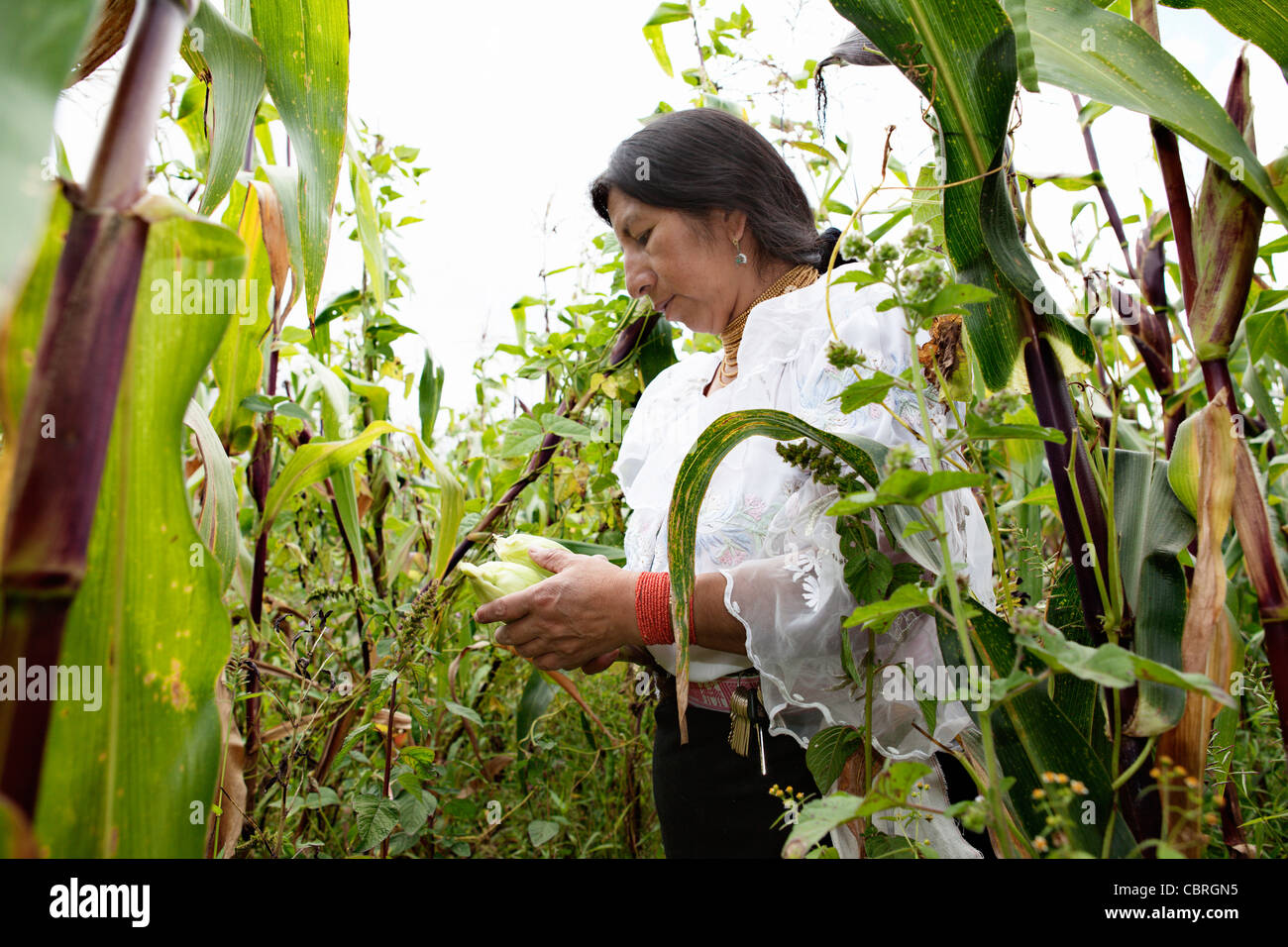 Femme portant costume autochtone la collecte de maïs (maïs) à Otavalo, Equateur. Banque D'Images