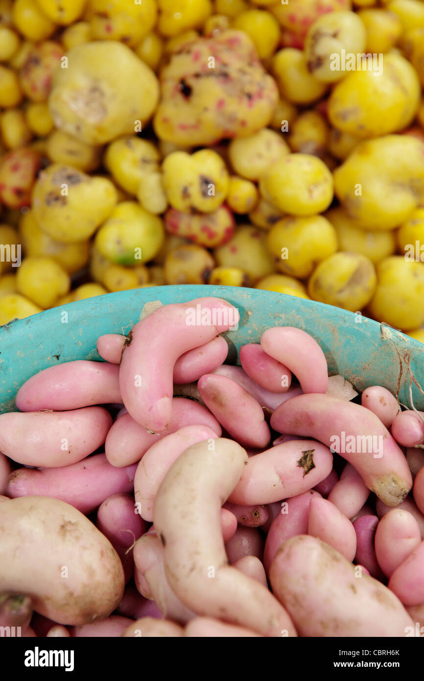 La pomme de terre locale pour la vente au marché de l'alimentation, de l'Equateur Otavalo. Banque D'Images