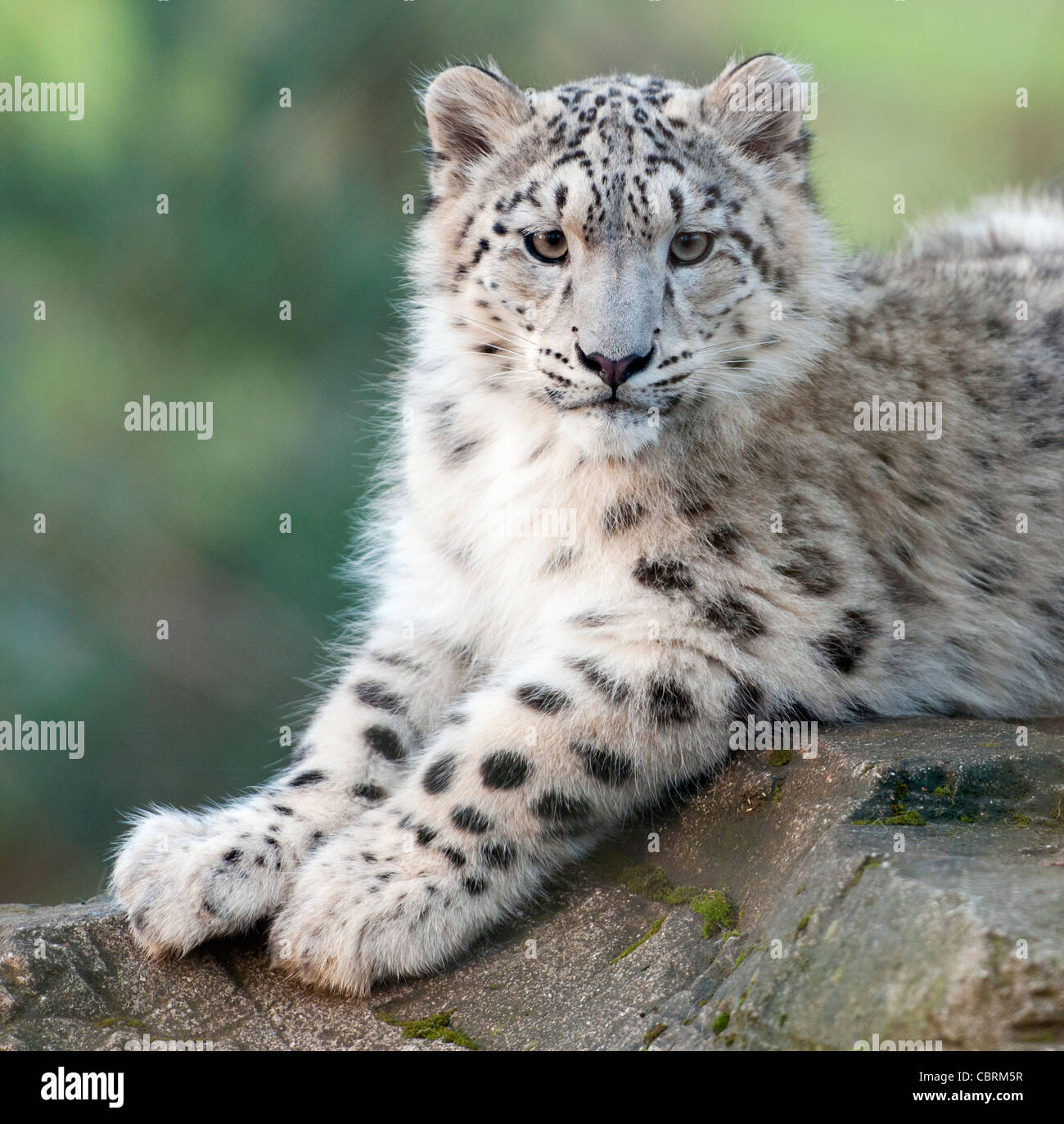 Six-month-old snow leopard cub Banque D'Images