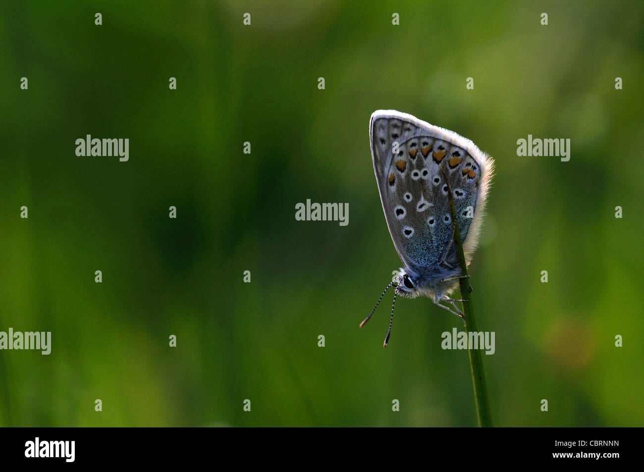 Papillon bleu commun au repos UK Banque D'Images