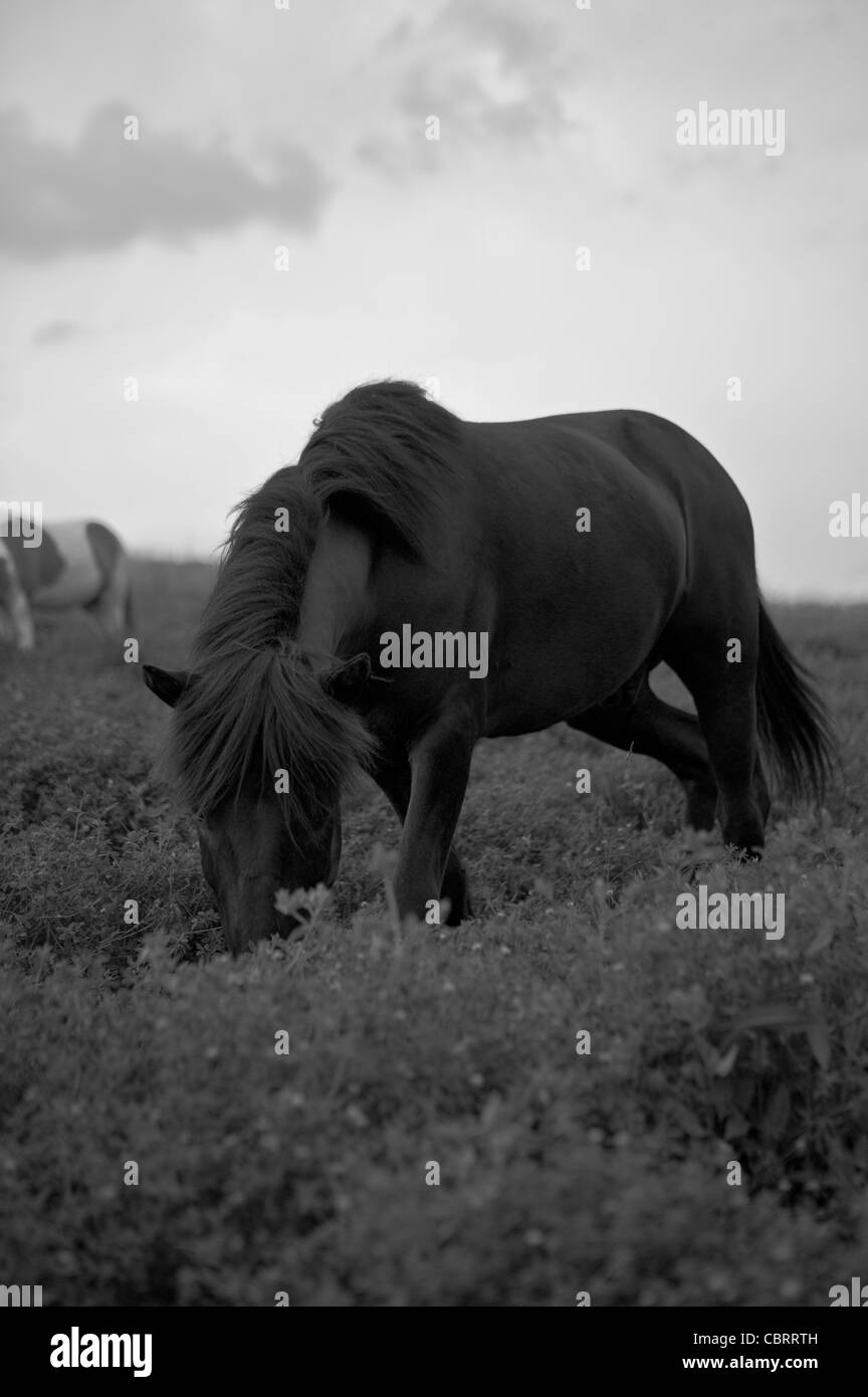 Cheval Noir, Toscane, Italie. Banque D'Images