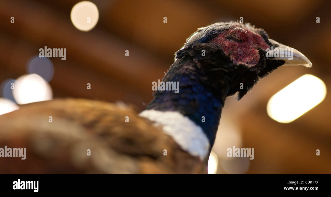 Taxidermie Banque D'Images