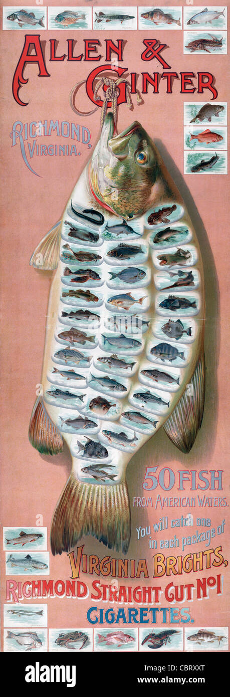 Allen & Ginter, Richmond, Virginie. 50 poissons des eaux américaines. Vous allez en prendre un dans chaque emballage de Virginie, lumineux Banque D'Images
