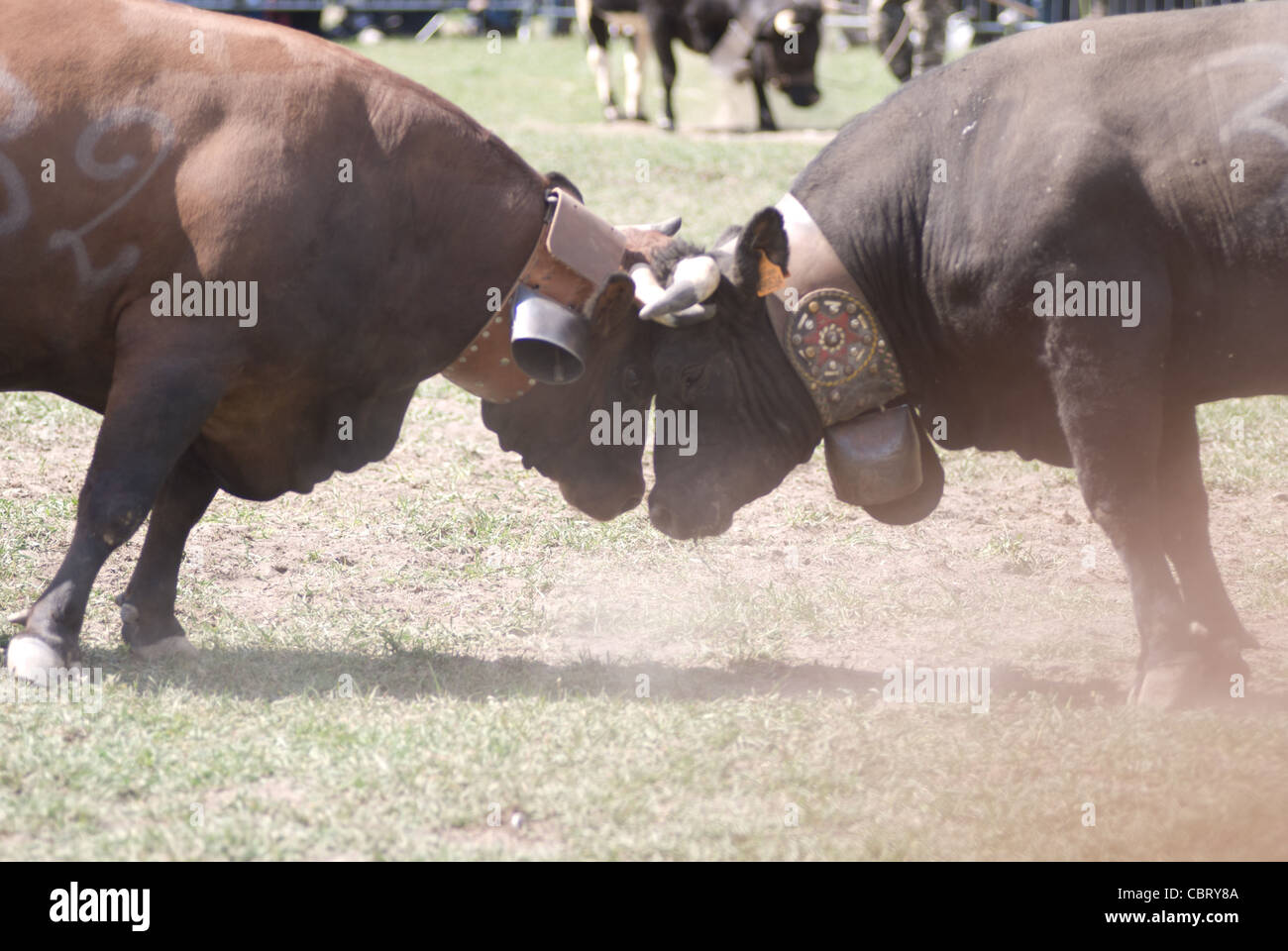 La bataille de reines (bataille des reines), un tournoi de combats entre les vaches. Pinte, vallée d'aoste, Italie Banque D'Images
