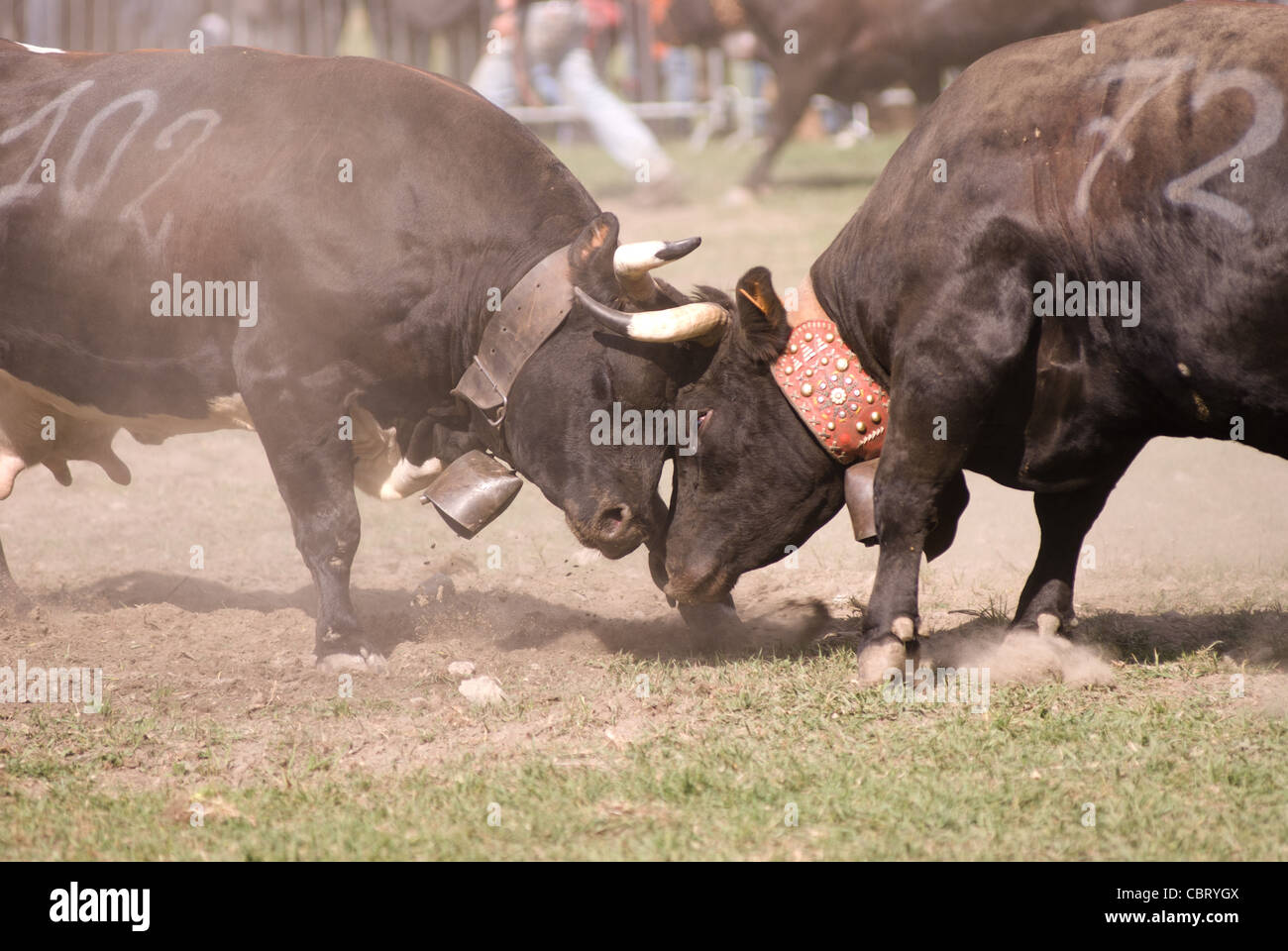 La bataille de reines (bataille des reines), un tournoi de combats entre les vaches. Pinte, vallée d'aoste, Italie Banque D'Images