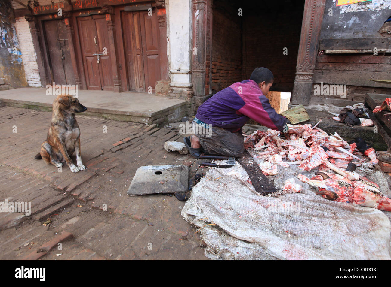 Bhaktapur Butcher et chien de rue Banque D'Images