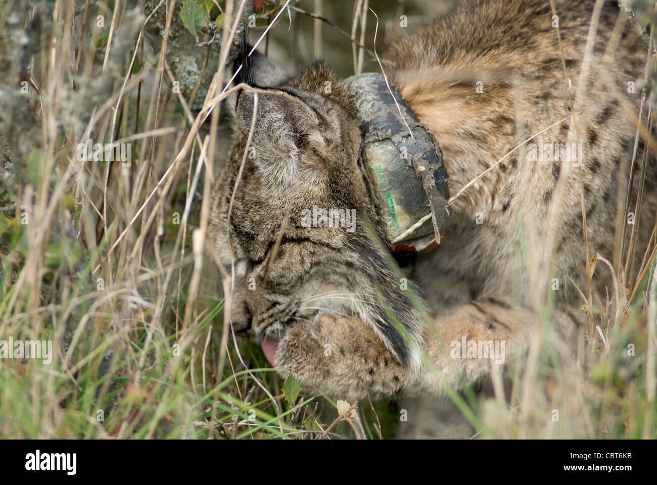 Très rare wild Lynx ibérique, portant le collier de repérage GPS paw nettoyage sitting in grass Banque D'Images