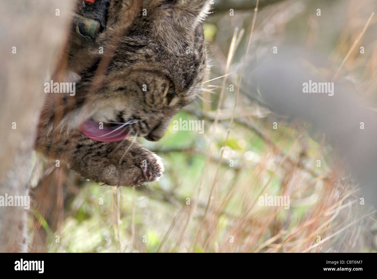 Très rare wild Lynx ibérique reposant derrière boulder après l'alimentation, le léchage paw Banque D'Images