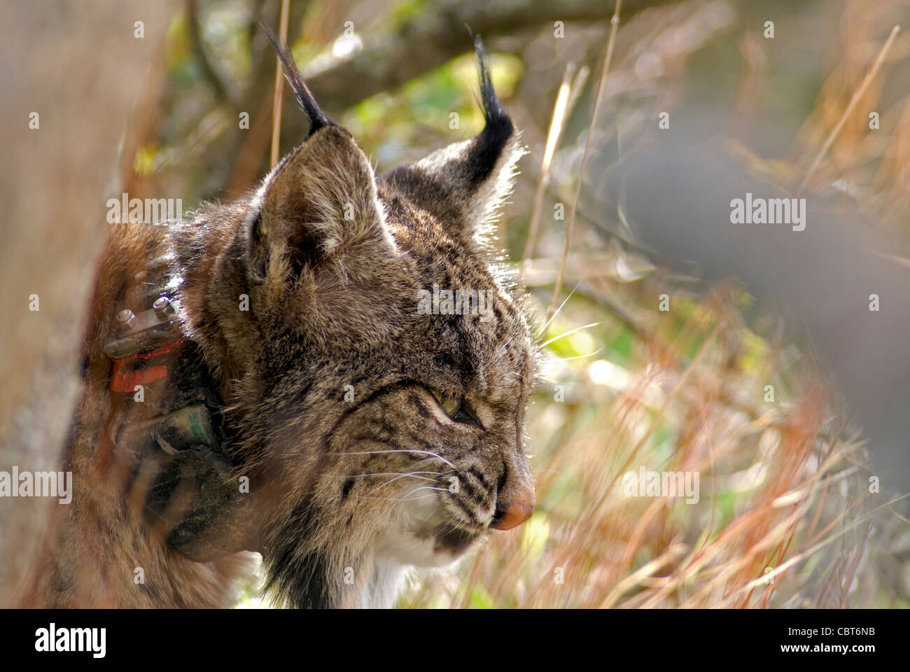 Sauvages rares Lynx ibérique portant un collier de repérage GPS, de repos derrière boulder Banque D'Images
