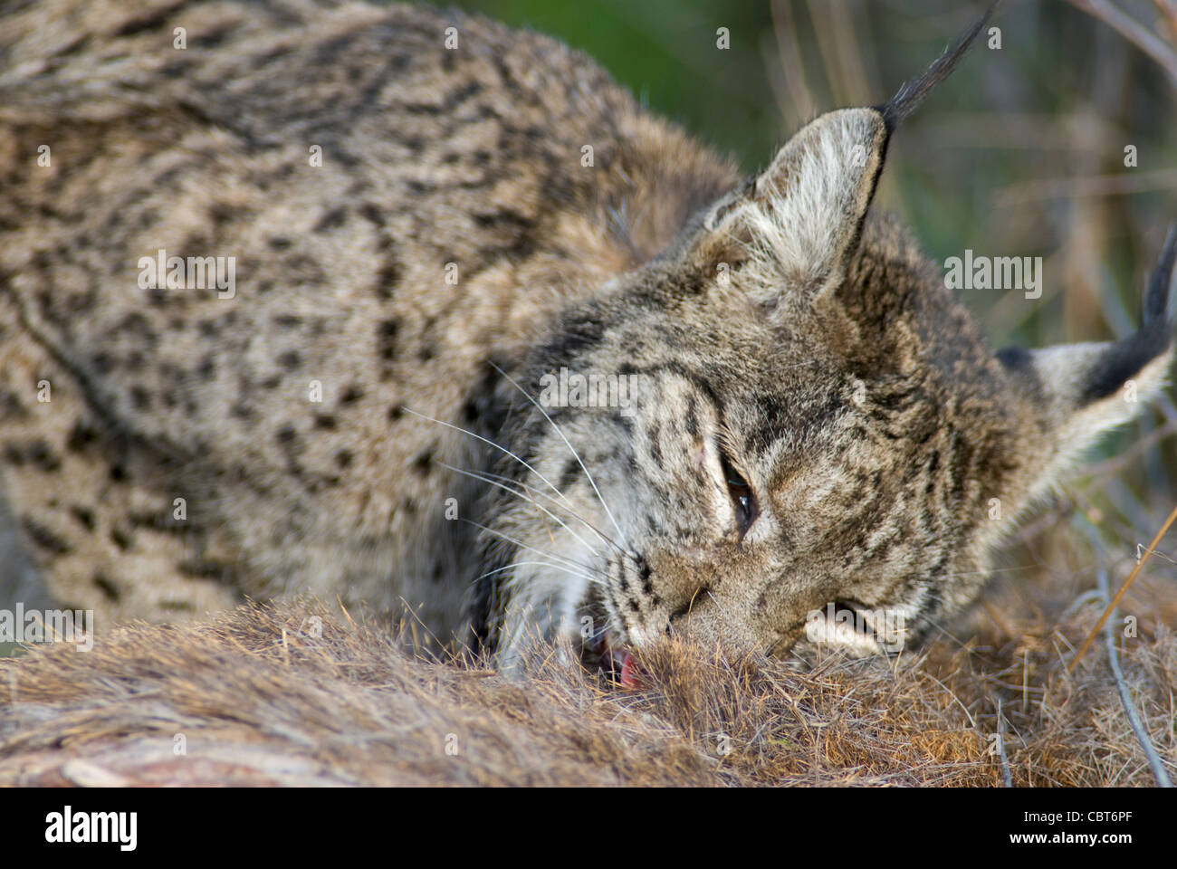 De rares Lynx ibérique sauvages se nourrissent de la carcasse de red deer Banque D'Images