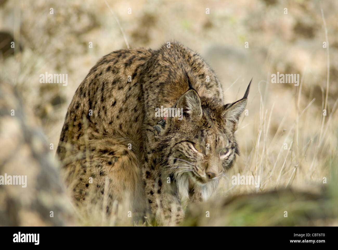 Wild Lynx ibérique assis dans domaine de l'herbe avec tête baissée Banque D'Images