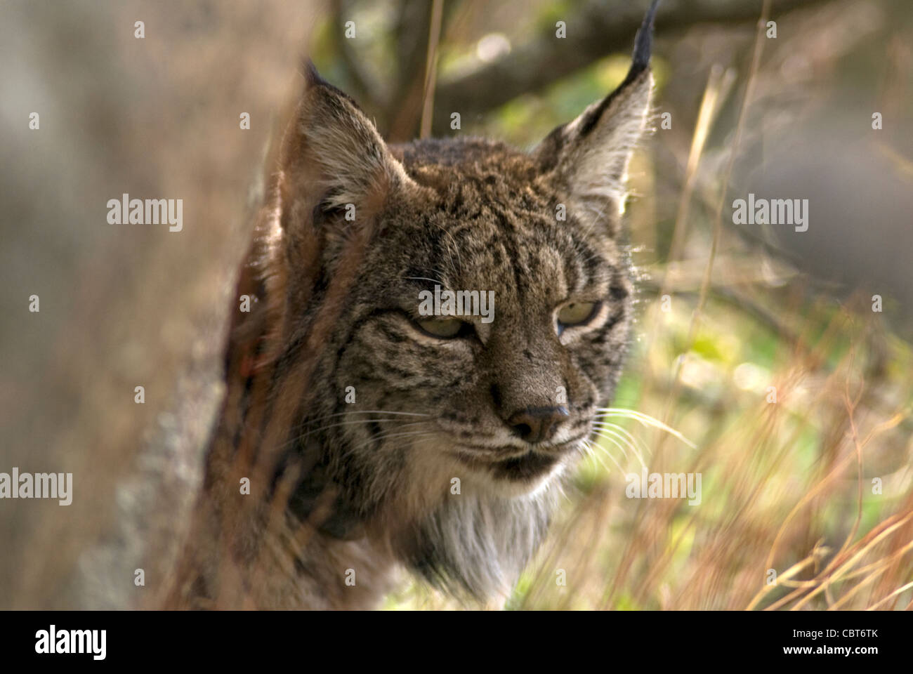 Close up of wild Lynx ibérique reposant derrière boulder Banque D'Images