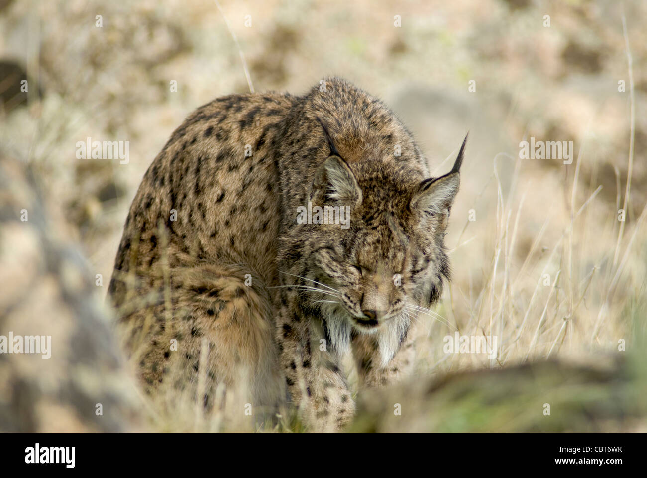 Wild Lynx ibérique et de repos assis avec les yeux fermés Banque D'Images