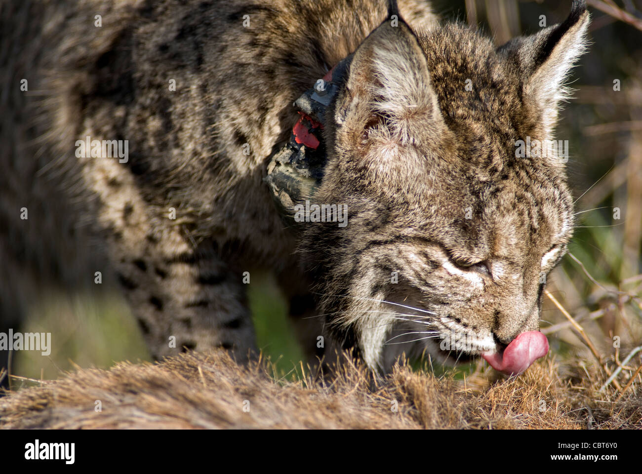 Wild Lynx ibérique avec collier de repérage GPS attaché, se nourrir de la carcasse d'un cerf. Banque D'Images