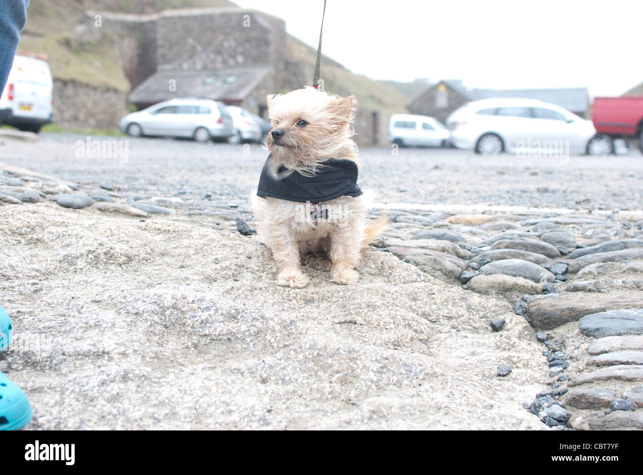 Un petit chien par un jour de vent. Banque D'Images