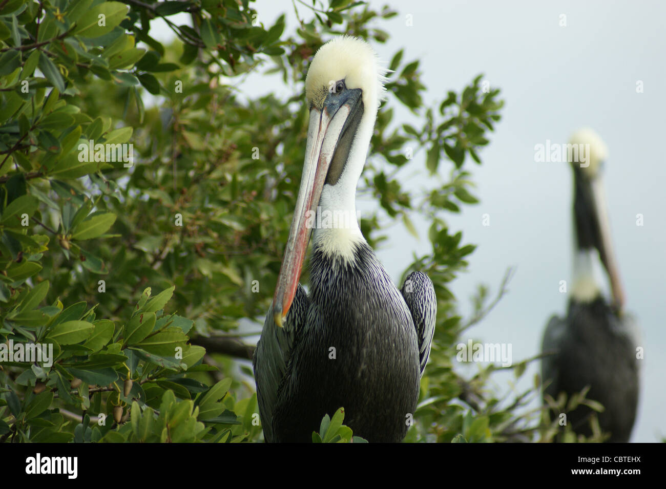 Paire de pélicans au soleil en attendant leur prochain repas. Anna Maria Island, FL. Banque D'Images