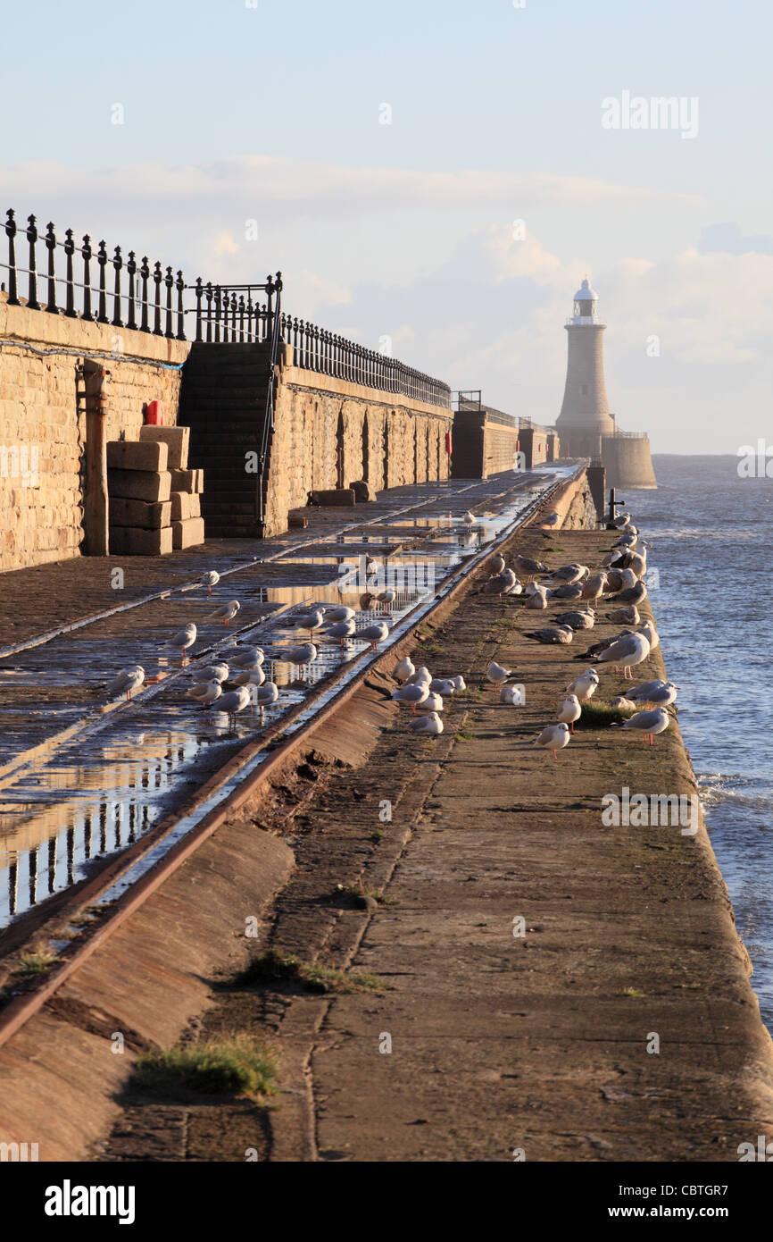 Les oiseaux de mer à l'abri dans le sud en face de lee de Tynemouth, Pier, Angleterre du Nord-Est, Royaume-Uni Banque D'Images