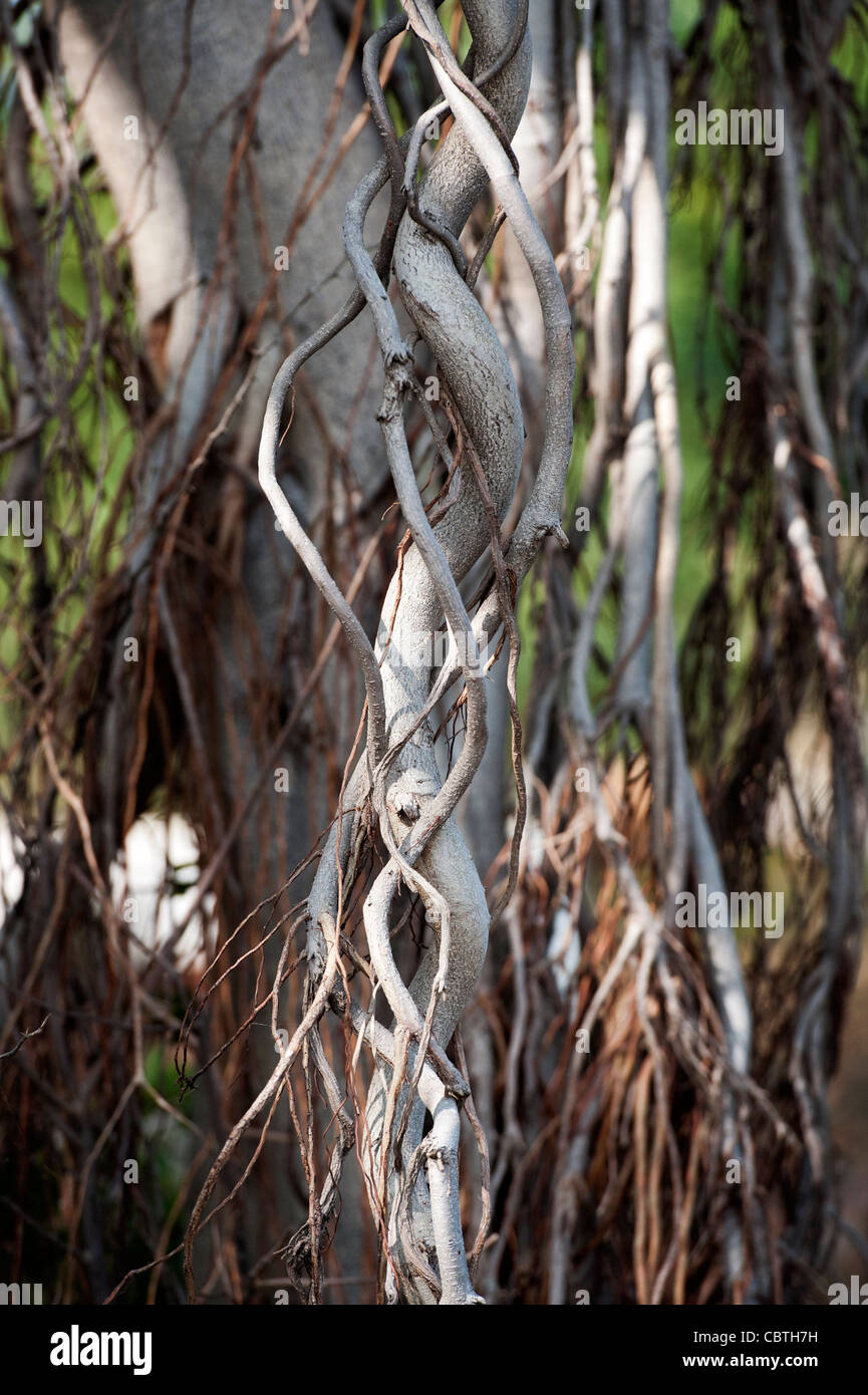 Ficus benghalensis. Les racines aériennes d'un banian indien Banque D'Images