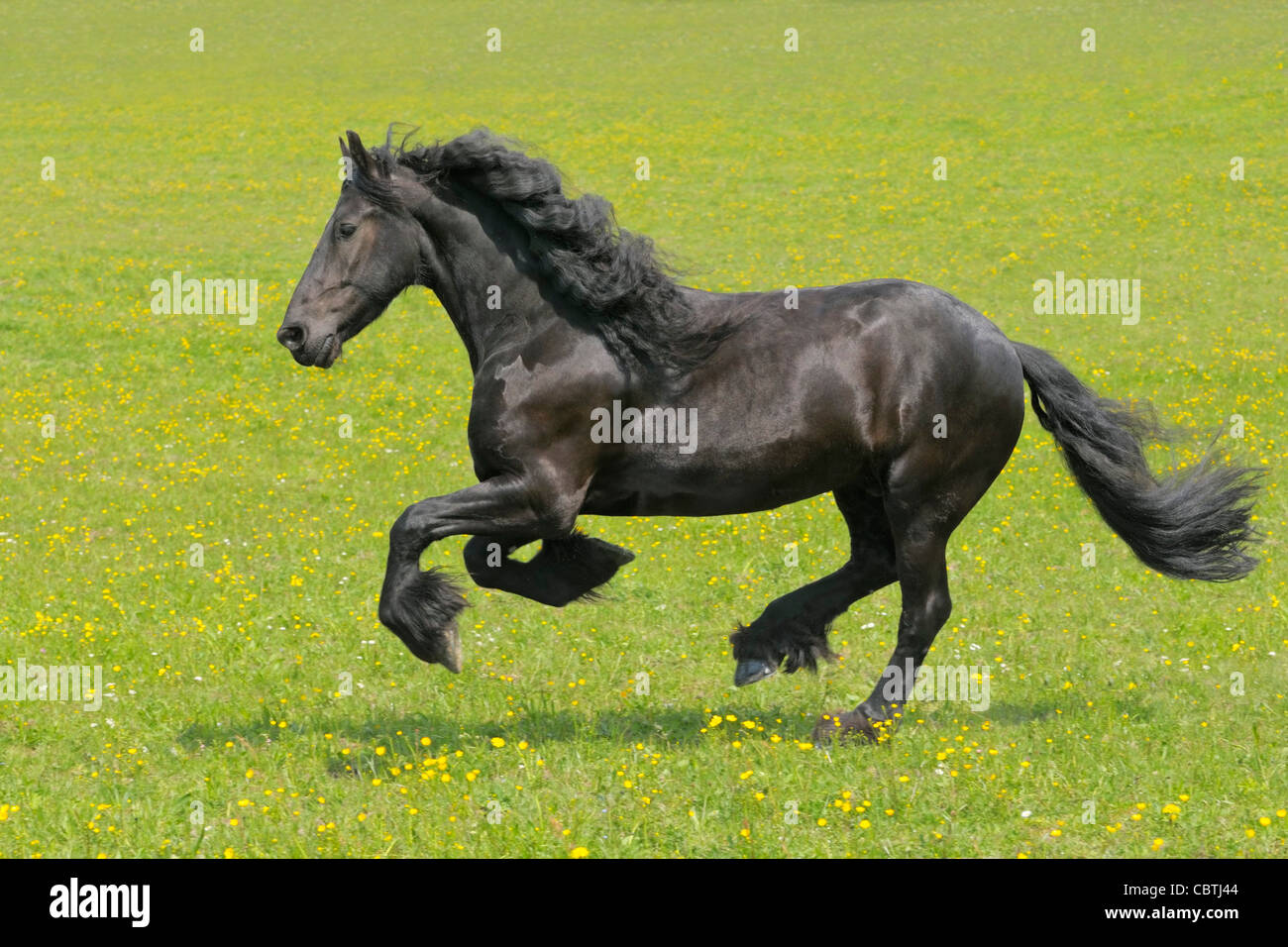 Cheval frison le galop dans le domaine Banque D'Images