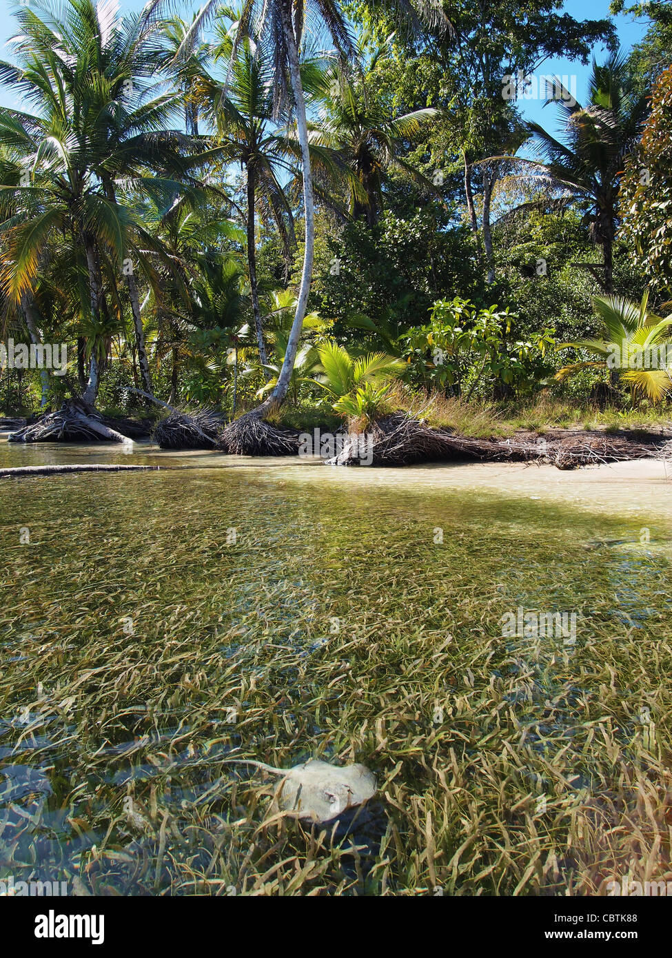 Plage sauvage avec une petite raie dans l'eau, Bocas del Toro, PANAMA Banque D'Images