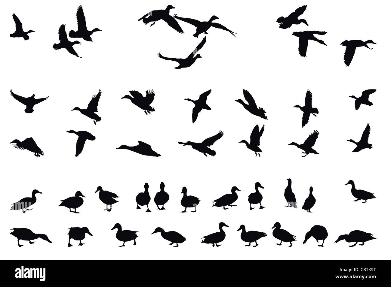 Collection de Canards colverts Banque D'Images