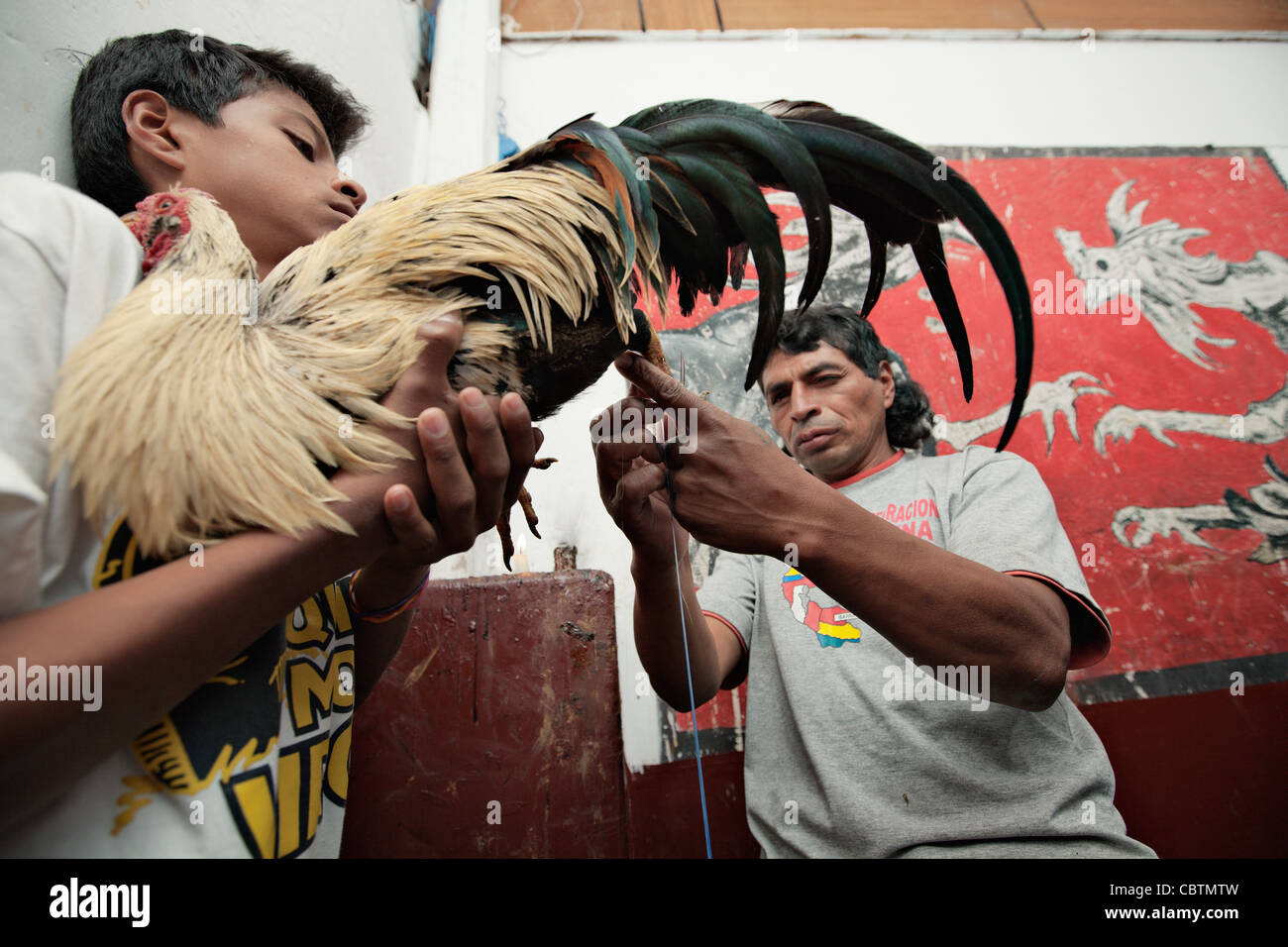 La préparation d'hommes coqs de combat avant qu'un combat de coqs à Otavalo, Équateur marché. Banque D'Images