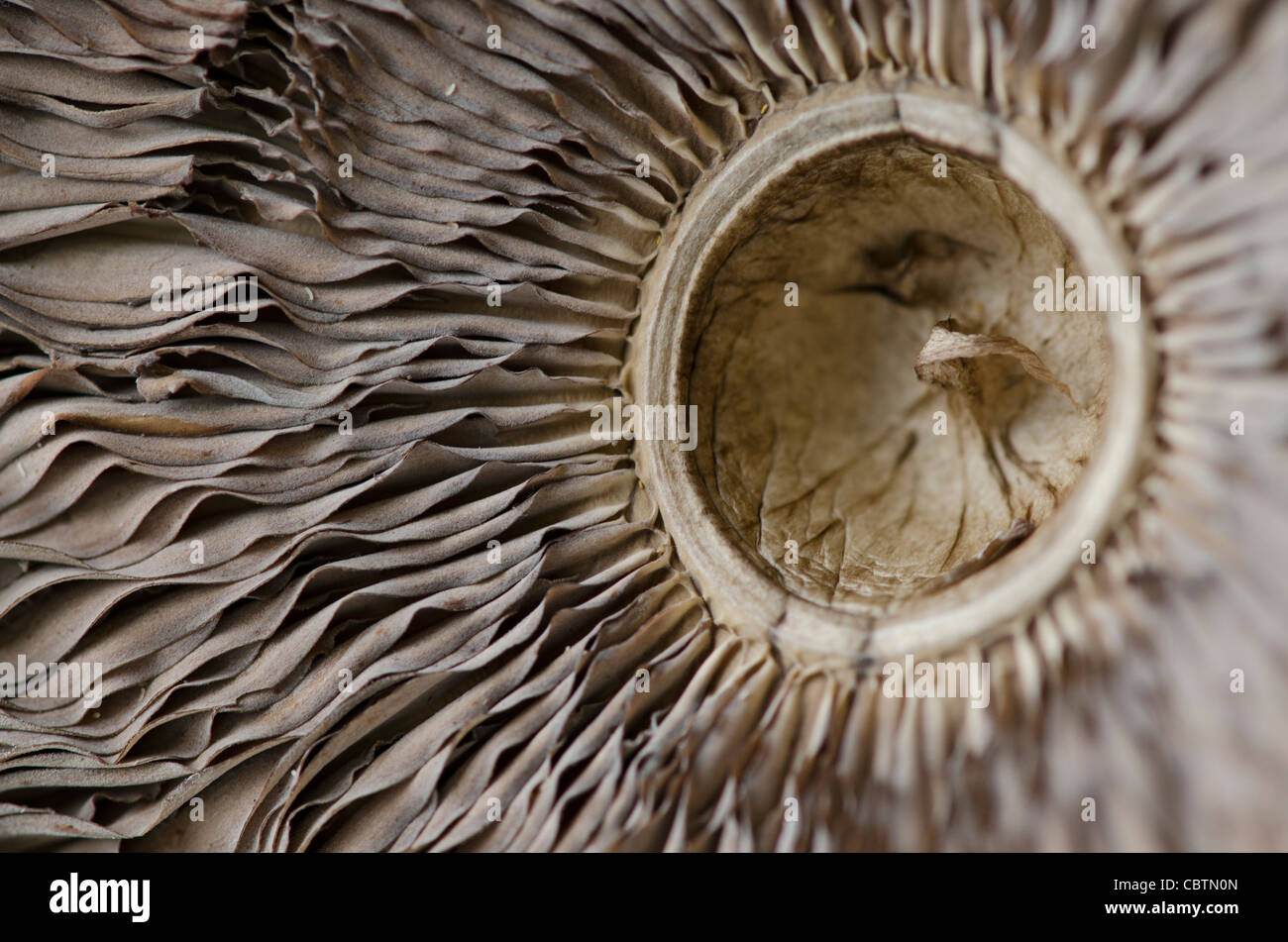 Mushroom close up Banque D'Images