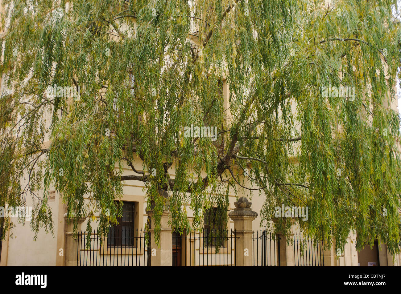 Babylon Willow en face d'un ancien bâtiment, Cornudella, Espagne Banque D'Images