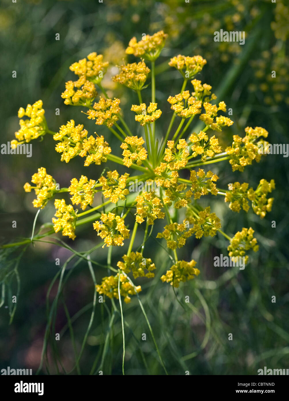 Ferula Communis (Fenouil géant) Banque D'Images