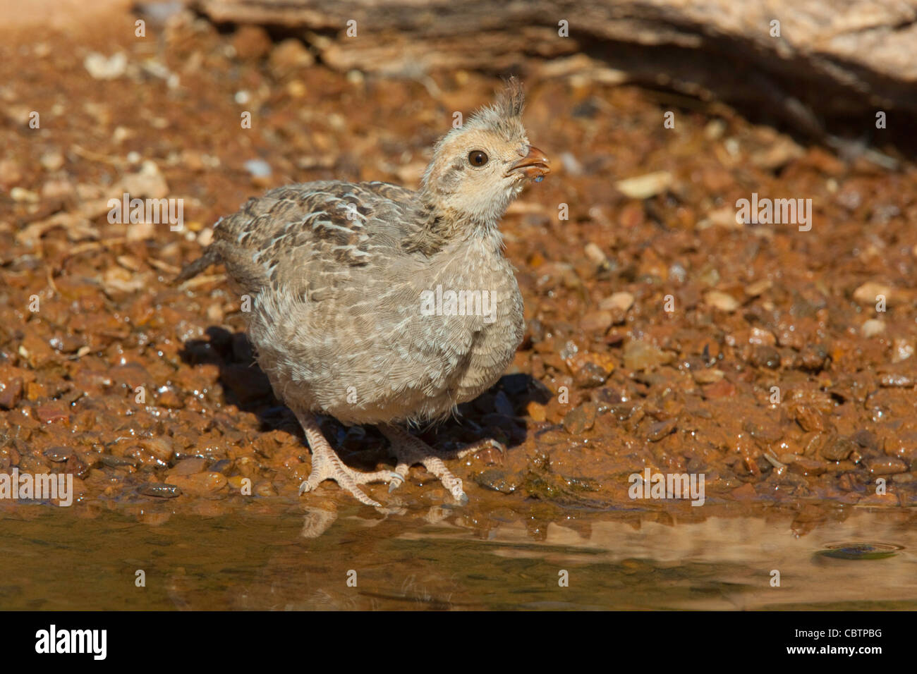 La caille de Gambel Callipepla gambelii Amado, dans le comté de Santa Cruz, Arizona, United States 3 juin Phasianidae immatures Banque D'Images