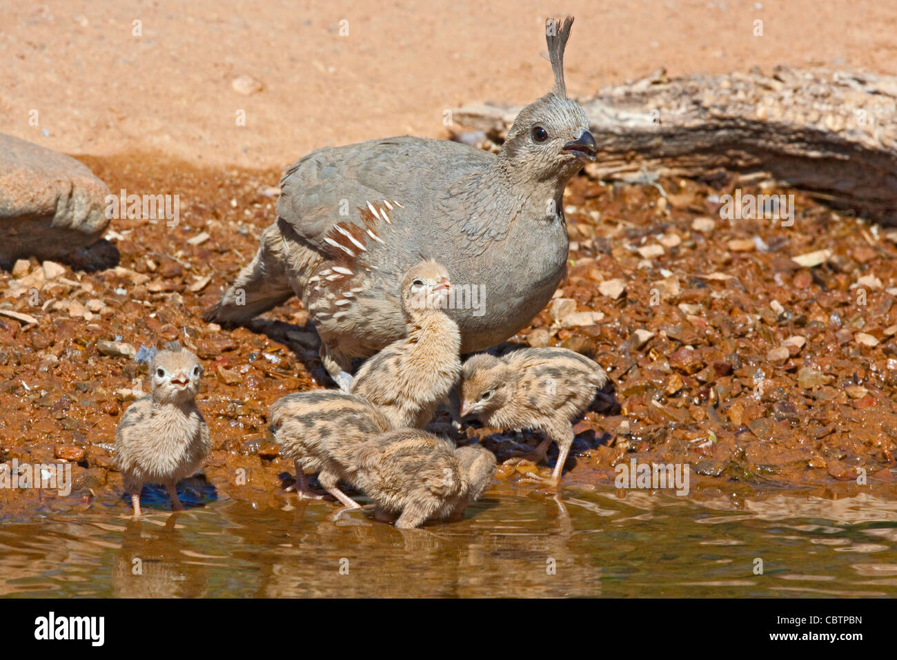 La caille de Gambel Callipepla gambelii Amado, dans le comté de Santa Cruz, Arizona, United States 3 juin adulte de sexe féminin et les immatures de l'alcool. Banque D'Images