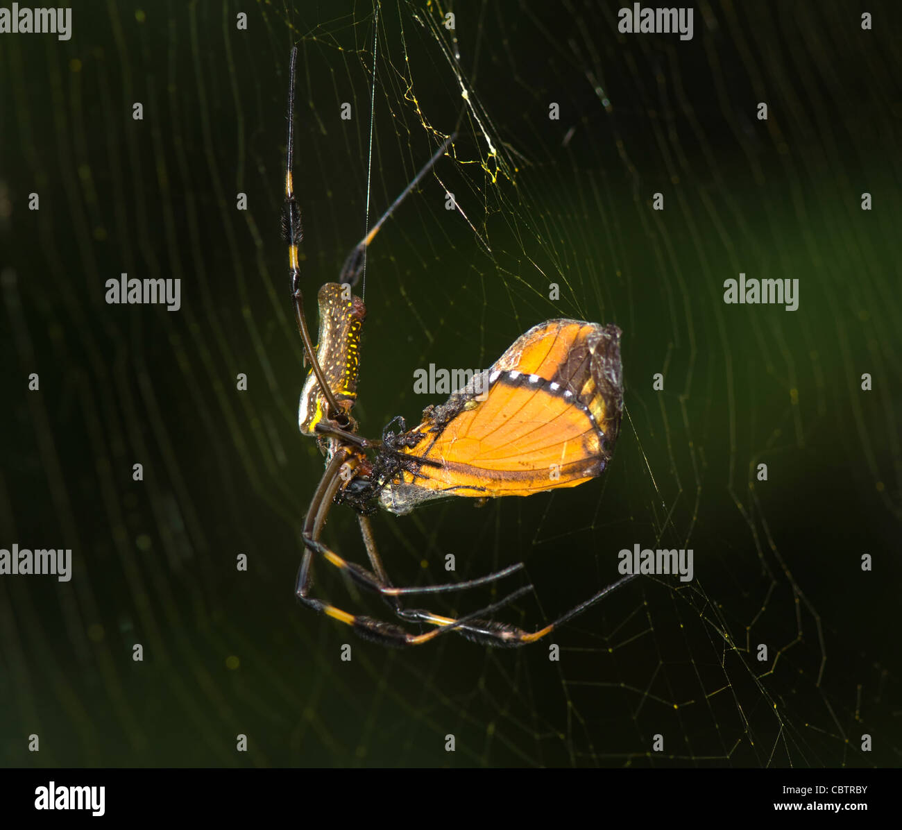 Globe Doré avec araignée Nephila clavipes (proies), Costa Rica Banque D'Images