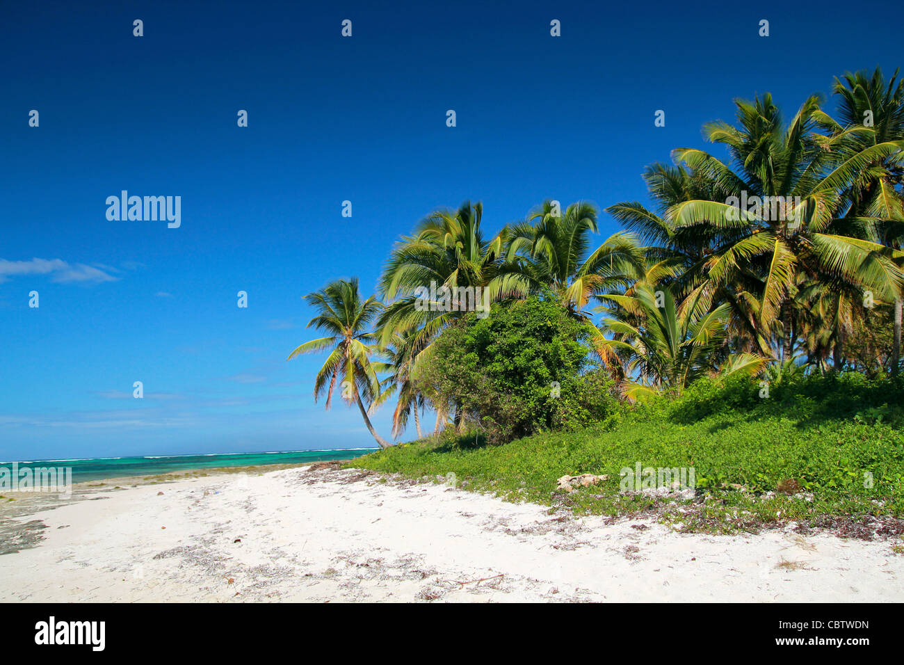 Le cocotier on tropical beach, mer des Caraïbes Banque D'Images