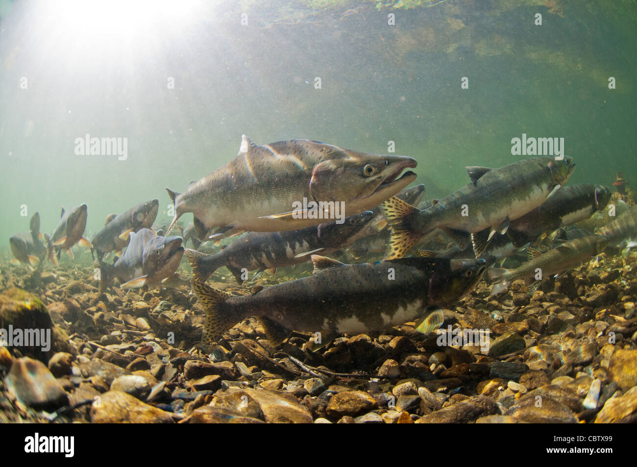 Vue sous-marine de saumons, Sitka, Alaska Banque D'Images