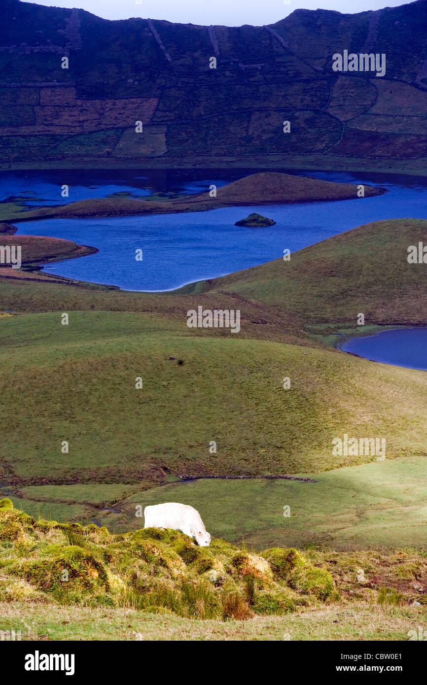Le bétail paître dans le cratère du volcan sur l'île de Corvo, la plus petite et la plus isolée des îles dans les Açores. Banque D'Images